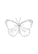 Butterfly Line Art | Crea tu propio cartel