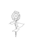Sunflower Line Art | Crea tu propio cartel