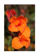 Bright Orange Flowers | Crea tu propio cartel