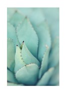 Agave Plant Leaves | Crea tu propio cartel