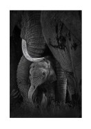 Newborn Elephant With Mother | Crea tu propio cartel