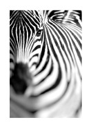 Zebra Portrait | Crea tu propio cartel