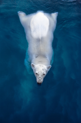 Swimming Polar Bear