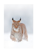 Lynx In Winter Landscape | Crea tu propio cartel