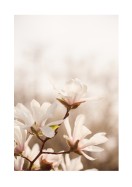 Magnolia Flowers In Spring | Crea tu propio cartel