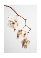 Dried Flower Petals | Crea tu propio cartel