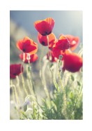 Poppies In The Evening Sun | Crea tu propio cartel