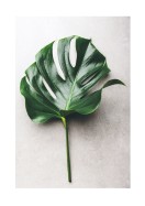 Monstera Leaf | Crea tu propio cartel