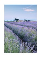 Lavender Fields In France | Crea tu propio cartel