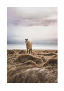 Icelandic Horse In Winter Landscape | Crea tu propio cartel