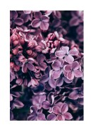Purple Lilac Bloom | Crea tu propio cartel