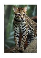 Wildcat In Nature | Crea tu propio cartel
