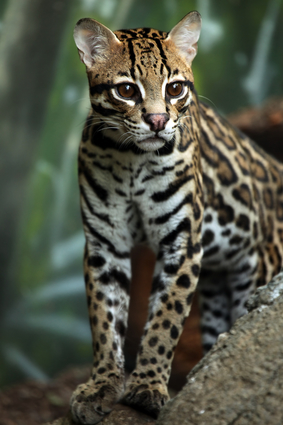 Wildcat In Nature