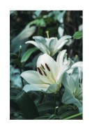 White Lily Flowers | Crea tu propio cartel