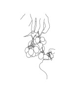 Grapes Line Art | Crea tu propio cartel