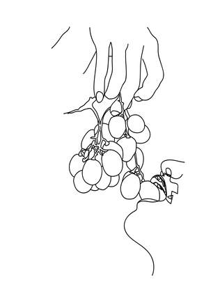 Grapes Line Art