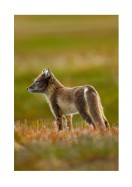 Arctic Fox In The Wild | Crea tu propio cartel