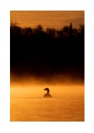 Duck In Morning Light | Crea tu propio cartel
