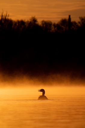 Duck In Morning Light