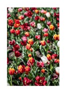Field Of Colorful Tulips | Crea tu propio cartel
