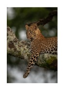 Leopard In A Tree In The Wild | Crea tu propio cartel