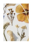 Dried Flowers Collection | Crea tu propio cartel